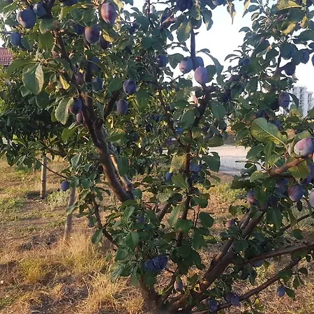Briza Marii
